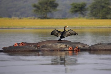 Reed Cormorant or Long-Tailed Cormorant, phalacrocorax africanus, Adult Drying Wings on the Back of Hippopotamus, hippopotamus amphibius, Kenya