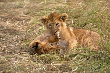 Obraz na płótnie Canvas African Lion, panthera leo, Cub playing, Masai Mara Park in Kenya