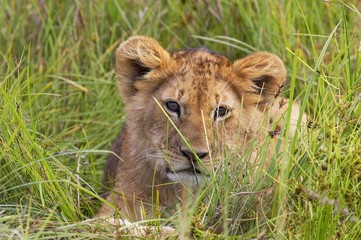 Obraz na płótnie Canvas African Lion, panthera leo, Cub laying in Long Grass, Masai Mara Park in Kenya