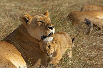 African Lion, panthera leo, Female with Cub, Masai Mara Park in Kenya