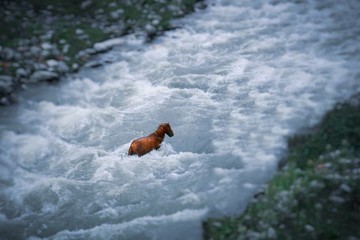 Horse crossing the river