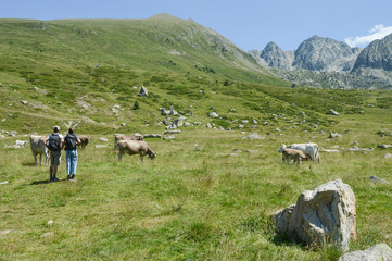 vache elevage troupeau agriculture paturage montagne