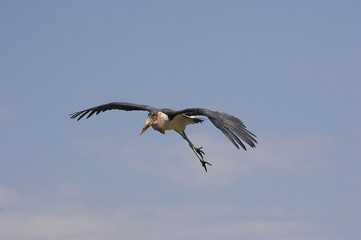 Marabou Stork, leptoptilos crumeniferus, Adult in Flight, Masai Mara Park in Kenya