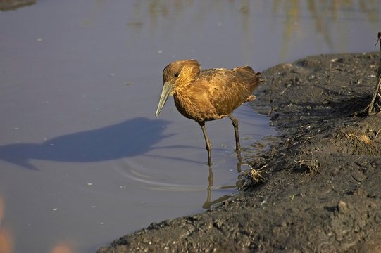 Hamerkop, scopus umbretta, Adult standing near Water, Masai Mara Park in Kenya