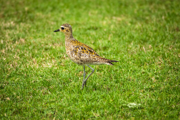 a small bird on the grass