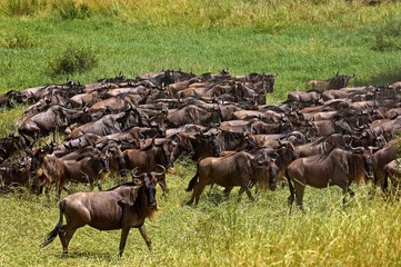 Naklejka na ściany i meble Blue Wildebeest, connochaetes taurinus, Herd Migrating, Masai Mara Park in Kenya
