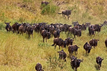 Blue Wildebeest, connochaetes taurinus, Herd Migrating, Masai Mara Park in Kenya