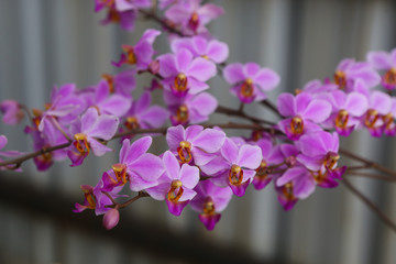 Naklejka na ściany i meble Closeup of a purple orchid