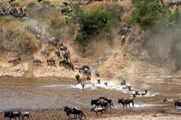 Blue Wildebeest, connochaetes taurinus, Herd crossing Mara River during Migration, Masai Mara Park in Kenya