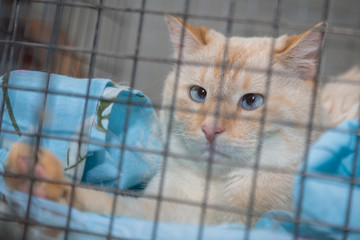 Sad red cat in cage at exhibition. Closeup of a cat looking through bars of cage. Box with cat cage for transport at vet clinic. medicine, pet, animals and people concept