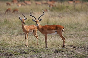 Impala, aepyceros melampus, Males, Masai Mara park in Kenya
