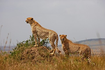 Cheetah, acinonyx jubatus, Adults standing on Termite Hill, Masai Mara Park in Kenya