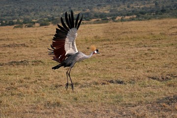 Grey-Crowned Crane, balearica regulorum, Adult in Flight, Masai Mara Park in Kenya