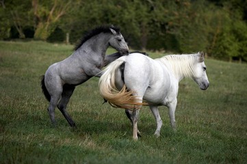 Connemara Pony standing in Meadow, Mare with Foal