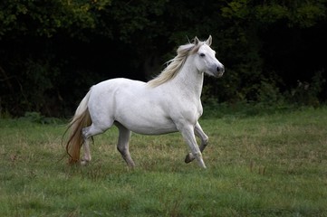 Fototapeta na wymiar Connemara Pony, Mare Trotting through Meadow