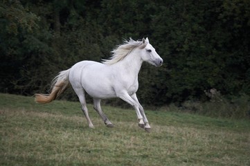 Obraz na płótnie Canvas Connemara Pony, Mare Galloping though Meadow