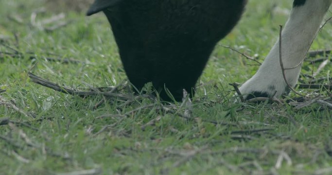 Sheep eating grass:The dark head of a sheep chomps away at the grass expertly missing the twigs littered in its space. 