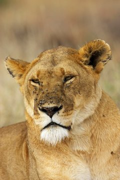 African Lion, panthera leo, Portrait of Female covered with Flies, Masai Mara Park in Kenya