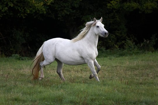 Connemara Pony, Mare Trotting through Meadow