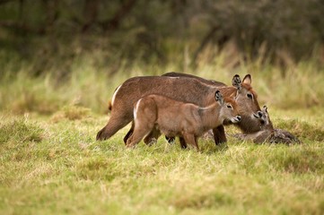 Common Waterbuck, kobus ellipsiprymnus, Female with Young standing on Grass, Kenya