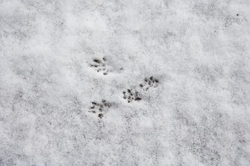Red Squirrel, sciurus vulgaris, Tracks on Snow, Normandy