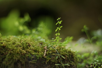 Kleine Pflanze in Detailaufnahme