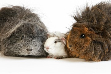 Long Hair Guinea Pig, cavia porcellus, Group against White Background