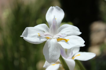 orchid white