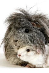Fototapeta premium Long Hair Guinea Pig, cavia porcellus, Adults against White Background