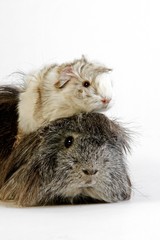 Long Hair Guinea Pig, cavia porcellus, Adults against White Background