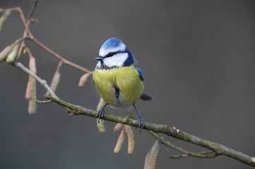 Blue Tit, parus caeruleus, Adult standing on Branch, Normandy