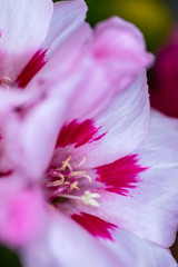 Godetia, Clarkia amoena, Farewell to Spring