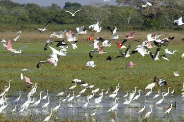 Fototapeta na wymiar Great-White Egret, casmerodius albus, Group standing in Swamp, Los Lianos in Venezuela