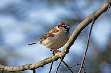 House Sparrow, passer domesticus, Male standing on Branch, Normandy