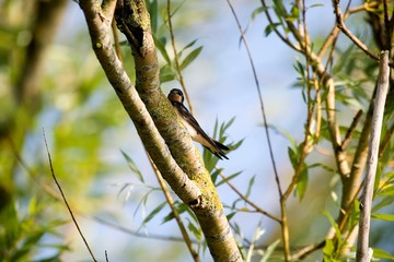 Barn Swallow, hirundo rustica, Adult standing on Branch, Normandy