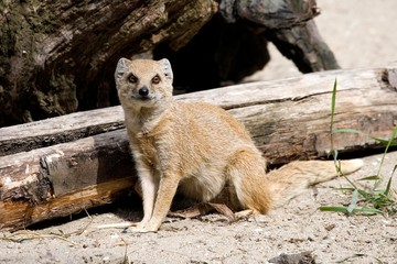 Yellow Mongoose, cynictis penicillata, Adult sitting