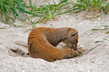 Yellow Mongoose, cynictis penicillata, Adult grooming