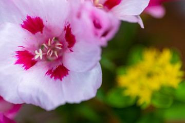 Godetia, Clarkia amoena, Farewell to Spring