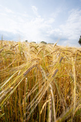 Fototapeta na wymiar wheat field in summer with cloudy sky