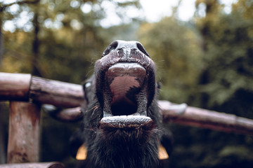 Hungriger Wasserb&uuml;ffel
