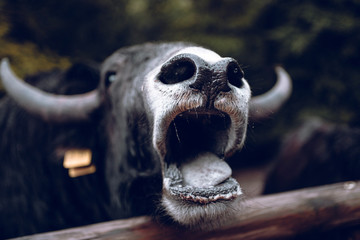 Hungriger Wasserb&uuml;ffel