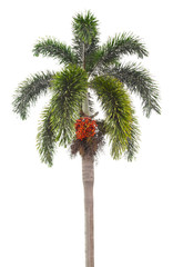 Beautiful green palm tree isolated on white.