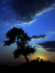 Fototapeta na wymiar various trees and amazing nature, gorgeous sunset, untouched nature Turkey