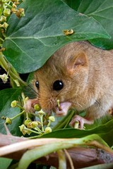 Common Dormouse, muscardinus avellanarius, Adult standing on Leaves, Normandy