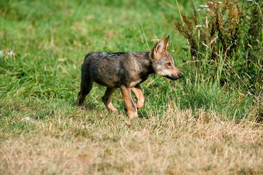 Iberian Wof, canis lupus signatus, Young walking on Grass