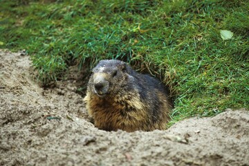 Fototapeta premium Alpine Marmot, marmota marmota, Adult standing at Den Entrance