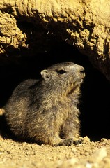 Alpine Marmot, marmota marmota, Adult standing at Den Entrance