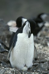 Chinstrap Penguin, pygoscelis antarctican, Adult sitting on its Egg in Nest, Antarctica