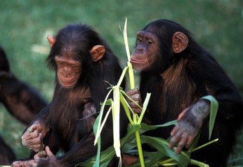 Chimpanzee, pan troglodytes, Adults eating