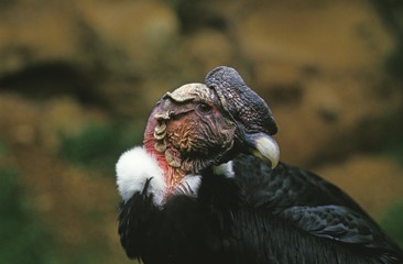 Andean Condor, vultur gryphus, Portrait of Adult
